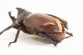 Rhinoceros beetles Xylotrupes australicus  on white background Royalty Free Stock Photo