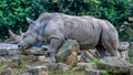 Rhinoceros the big animal in a wildlife natural park