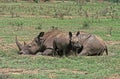 RHINOCEROS BLANC ceratotherium simum Royalty Free Stock Photo