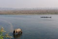 Rhinoceros at breakfast in the Rapti River in the jungles of Nepal. Landscape with Asian rhinoceros in Chitwan, Nepal. Royalty Free Stock Photo