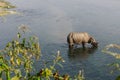 Rhinoceros at breakfast in the Rapti River in the jungles of Nepal. Landscape with Asian rhinoceros in Chitwan, Nepal. Royalty Free Stock Photo