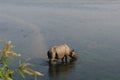 Rhinoceros at breakfast in the Rapti River in the jungles of Nepal. Landscape with Asian rhinoceros in Chitwan, Nepal. Royalty Free Stock Photo