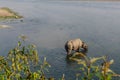 Rhinoceros at breakfast in the Rapti River in the jungles of Nepal. Landscape with Asian rhinoceros in Chitwan, Nepal. Royalty Free Stock Photo