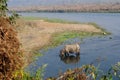 Rhinoceros at breakfast in the Rapti River in the jungles of Nepal. Landscape with Asian rhinoceros in Chitwan, Nepal. Royalty Free Stock Photo