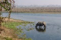 Rhinoceros at breakfast in the Rapti River in the jungles of Nepal. Landscape with Asian rhinoceros in Chitwan, Nepal. Royalty Free Stock Photo