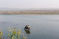 Rhinoceros at breakfast in the Rapti River in the jungles of Nepal. Landscape with Asian rhinoceros in Chitwan, Nepal. Royalty Free Stock Photo