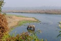 Rhinoceros at breakfast in the Rapti River in the jungles of Nepal. Landscape with Asian rhinoceros in Chitwan, Nepal. Royalty Free Stock Photo