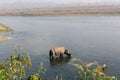 Rhinoceros at breakfast in the Rapti River in the jungles of Nepal. Landscape with Asian rhinoceros in Chitwan, Nepal. Royalty Free Stock Photo