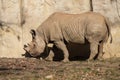Rhinoceros At Brookfield Zoo