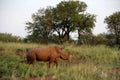 Rhinoceros bull in an African landscape. Royalty Free Stock Photo