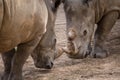 Rhinoceros (Ceratotherium Simum) head to head - khonkaenzoo, Thailand Royalty Free Stock Photo