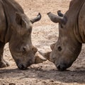 Rhinoceros (Ceratotherium Simum) head to head - khonkaenzoo, Thailand Royalty Free Stock Photo