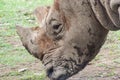 Rhinoceros close up head shot Royalty Free Stock Photo