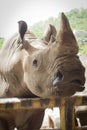 Rhinoceros closeup in the public zoo, Thailand, Light from the i Royalty Free Stock Photo