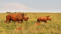 Rhinoceros cow and calf walking in long grass. Royalty Free Stock Photo