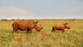 Rhinoceros cow and calf walking in long grass. Royalty Free Stock Photo