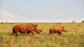 Rhinoceros cow and calf walking in long grass. Royalty Free Stock Photo