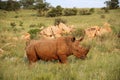 African white Rhinoceros. Royalty Free Stock Photo