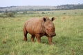 An African white rhino walks through a grassland. Royalty Free Stock Photo