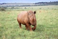 An African white rhino walks through a grassland. Royalty Free Stock Photo