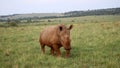 An African white rhino walks through a grassland. Royalty Free Stock Photo