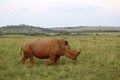 An African white rhino walks through a grassland. Royalty Free Stock Photo