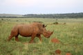 An African white rhino walks through a grassland. Royalty Free Stock Photo