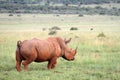 An African white rhino walks through a grassland. Royalty Free Stock Photo