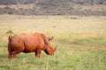 An African white rhino walks through a grassland. Royalty Free Stock Photo