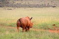 An African white rhino walks through a grassland. Royalty Free Stock Photo