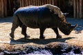 Rhinoceros in the dirt