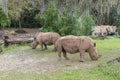 Rhinoceros, Disney World, Animal Kingdom, Travel Royalty Free Stock Photo