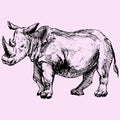 Rhinoceros