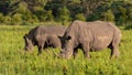 Rhinoceros eat grass on the savannah