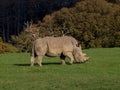 Rhinoceros eating grass