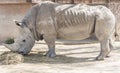 Rhinoceros eating grass, Ceratotherium Simun Royalty Free Stock Photo