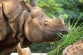 Rhinoceros eating green grass Royalty Free Stock Photo