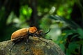Rhinoceros elephant beetle, Megasoma elephas, big insect from rain forest in Costa Rica. Beetle sitting on stone in the green