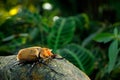 Rhinoceros elephant beetle, Megasoma elephas, big insect from rain forest in Costa Rica. Beetle sitting on stone in the green