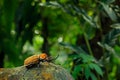 Rhinoceros elephant beetle, Megasoma elephas, big insect from rain forest in Costa Rica. Beetle sitting on stone in the green