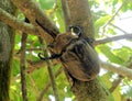 Rhinoceros elephant beetle, Megasoma elephas, Costa Rica