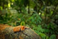 Rhinoceros elephant beetle, Megasoma elephas, very big insect from rain forest in Costa Rica. Beetle siting on the tree trunk in