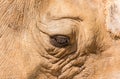 Rhinoceros eye Royalty Free Stock Photo