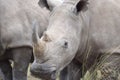 Rhinoceros facial Royalty Free Stock Photo