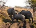 Rhinoceros Family Gathering Royalty Free Stock Photo