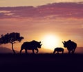 Rhinoceros family at sunset Royalty Free Stock Photo