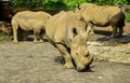 Rhinoceros family on the wildlife reserve Royalty Free Stock Photo