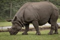 Rhinoceros feeding at West midlands safari park and zoo