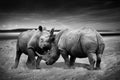 Rhinoceros fighting