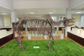 Rhinoceros Fossils